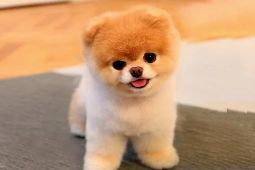 6 BƯỚC KINH DOANH CỬA HÀNG CHĂM SÓC THÚ CƯNG HIỆU QUẢ 11 boo puppie for sale