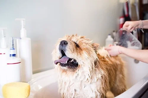 6 BƯỚC KINH DOANH CỬA HÀNG CHĂM SÓC THÚ CƯNG HIỆU QUẢ 9 chowchow in bath at groomers 9f843fcfe0aa44dcb856c33e642d0c4f grande